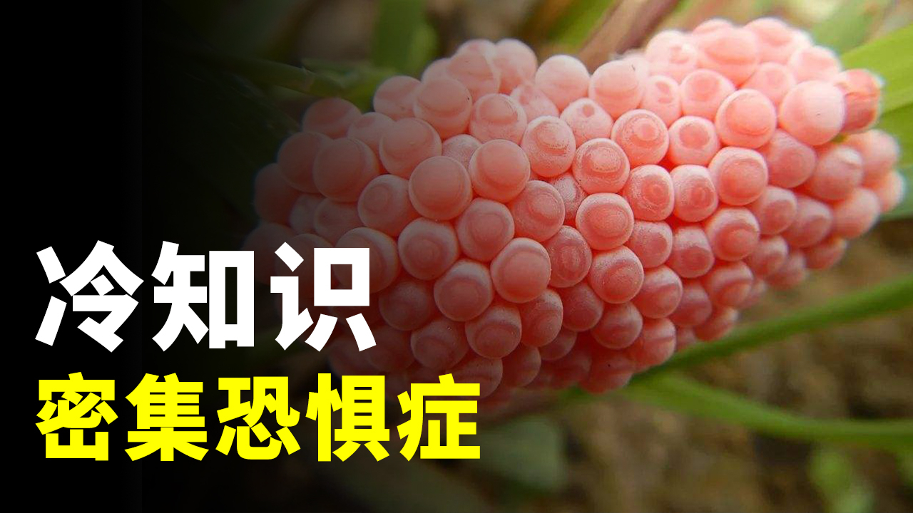 为什么会有密集恐惧症?